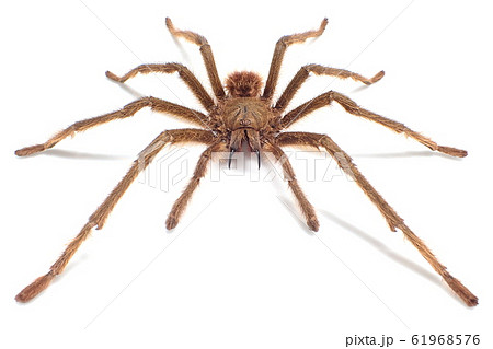 タランチュラ シンガポールブルー (♂, Male) Omothymus violaceopes タランチュラ シンガポールブルー (♂, Male) Omothymus violaceopes 61968576