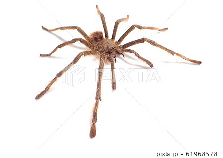 タランチュラ シンガポールブルー （♂, Male） Omothymus violaceopes 61968578