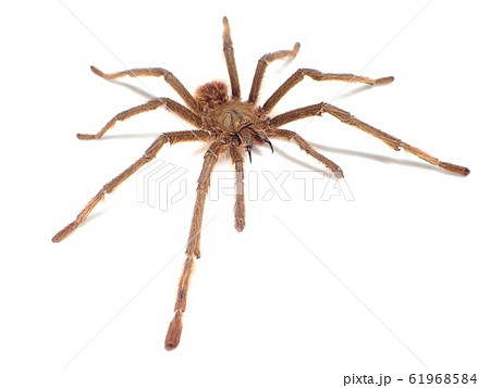 タランチュラ シンガポールブルー (♂, Male) Omothymus violaceopes タランチュラ シンガポールブルー (♂, Male) Omothymus violaceopes 61968584