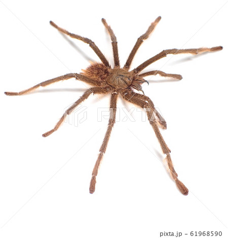 タランチュラ シンガポールブルー (♂, Male) Omothymus violaceopes タランチュラ シンガポールブルー (♂, Male) Omothymus violaceopes 61968590