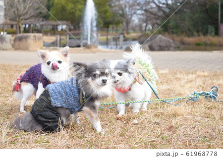 無邪気なワンコ達 無邪気なワンコ達 61968778