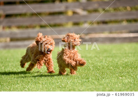 トイプードル 61969035