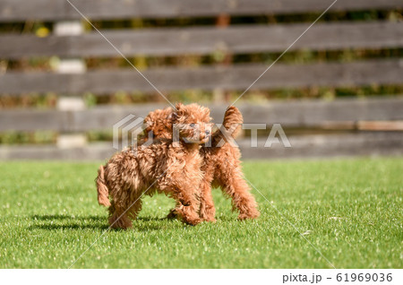トイプードル トイプードル 61969036