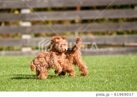 トイプードル 61969037