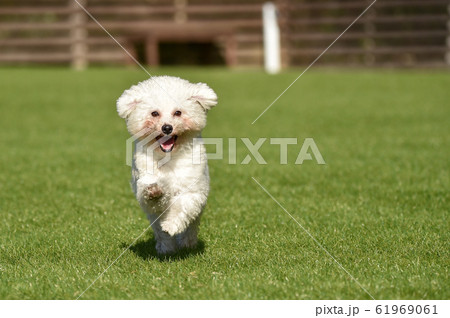 トイプードル トイプードル 61969061