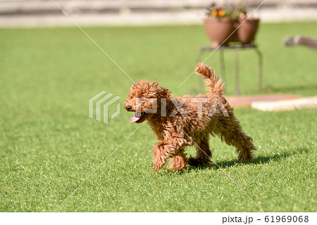 トイプードル トイプードル 61969068