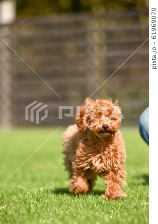 トイプードル 61969070