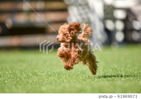 トイプードル 61969071