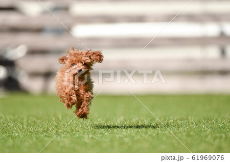 トイプードル 61969076