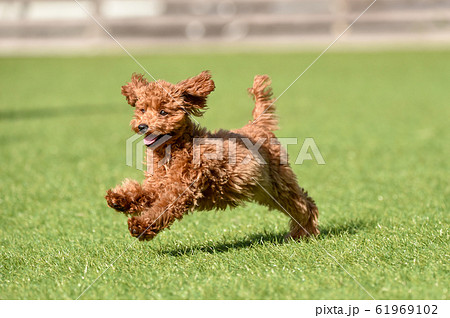 トイプードル 61969102