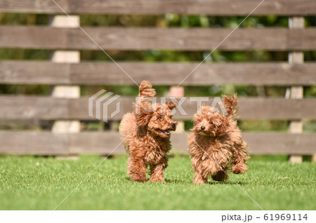 トイプードル 61969114