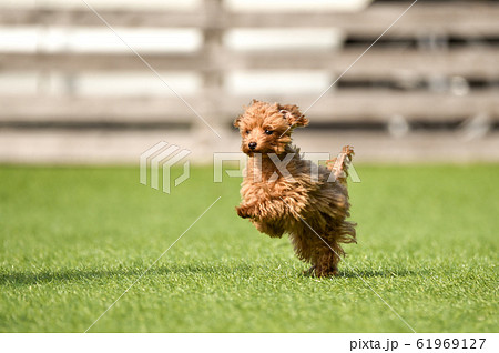 トイプードル トイプードル 61969127