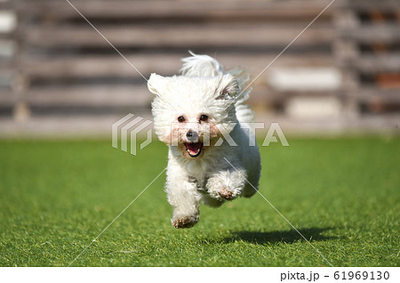 ビションフリーゼ ビションフリーゼ 61969130