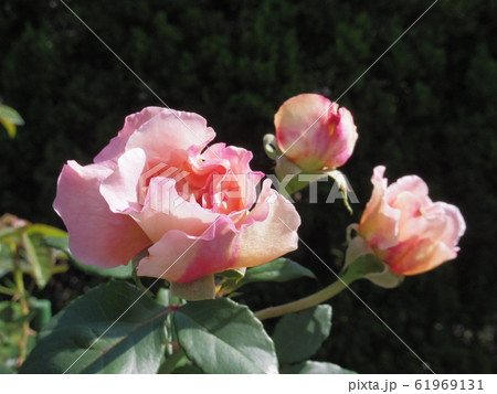 アウグスタルイーゼ Augusta Luise (バラ) アウグスタルイーゼ Augusta Luise (バラ) 61969131