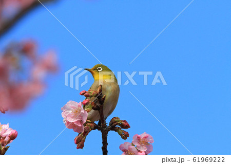 桜とメジロ５ 61969222