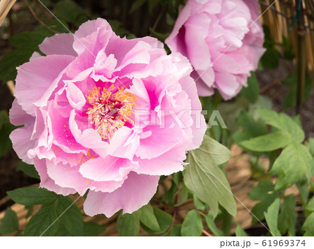 冬ぼたん 61969374