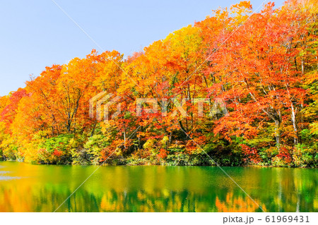 鎌池の紅葉 61969431