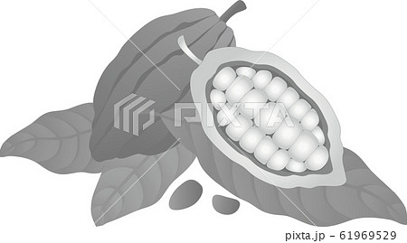 バレンタイン カカオの実 チョコレート モノクロのイラスト素材