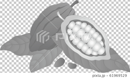バレンタイン カカオの実 チョコレート モノクロのイラスト素材