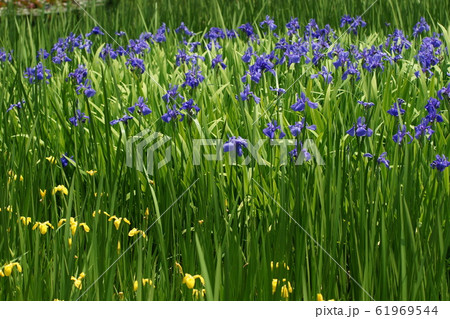 鳥取　四季の散歩　春　牧谷　カキツバタ 61969544