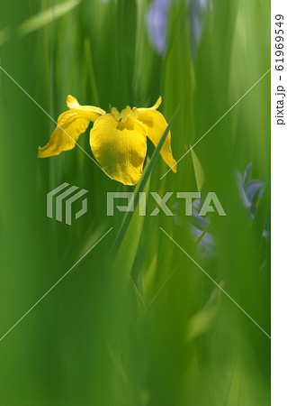 鳥取　四季の散歩　春　牧谷　カキツバタ 61969549