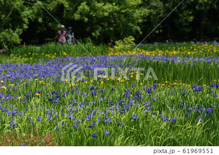 鳥取　四季の散歩　春　牧谷　カキツバタ 61969551