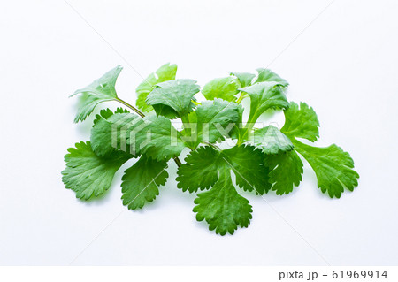 パクチー コリアンダー 画像の写真素材