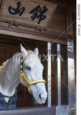 多度大社の白馬 61969986