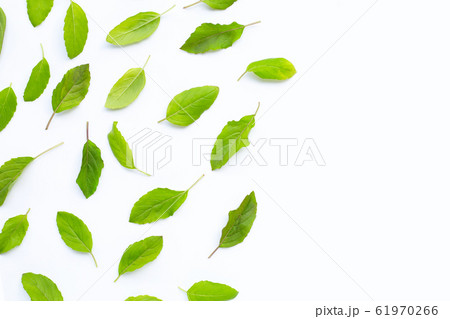 Fresh holy basil leaves on white. Fresh holy basil leaves on white. 61970266