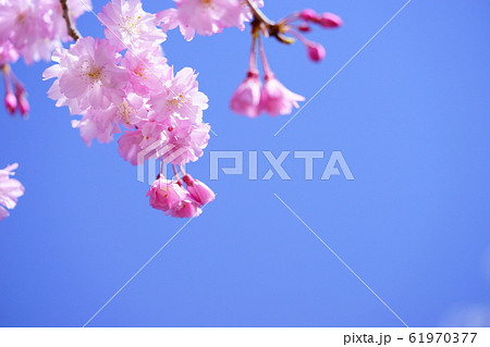 希望の春枝垂れ桜を見上げるー1 希望の春枝垂れ桜を見上げるー1 61970377