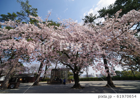 春の小田原城 61970654