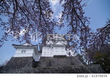 春の小田原城 61970656