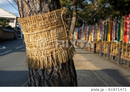 醍醐寺前の松並木のコモ巻き 醍醐寺前の松並木のコモ巻き 61971471