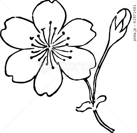 逆手桜 61971481