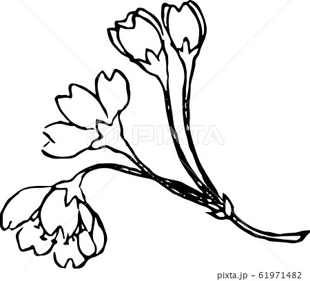 児桜 61971482