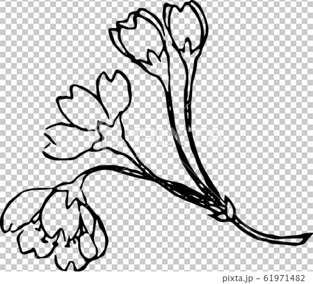 児桜 61971482