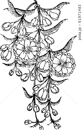 糸桜 61971483