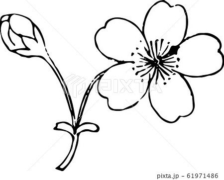 一文字桜 61971486