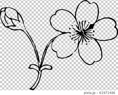 一文字桜 61971486
