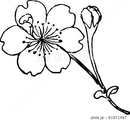 帆立桜 帆立桜 61971487