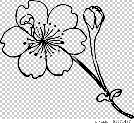 帆立桜 帆立桜 61971487