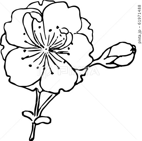 帆掛桜 61971488