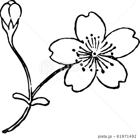 殿桜 61971492