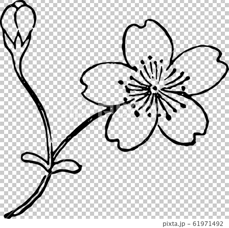 殿桜 61971492