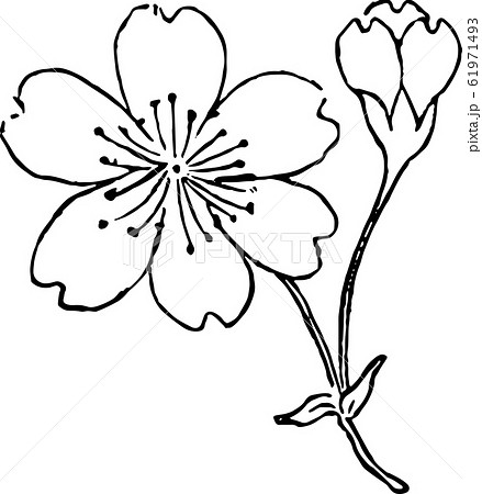 芝山桜 芝山桜 61971493