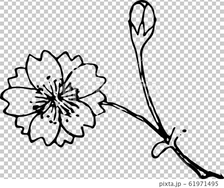 熊谷桜 熊谷桜 61971495