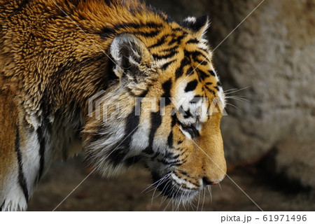 トラの横顔 61971496