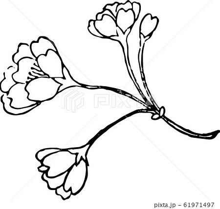 婆桜 61971497