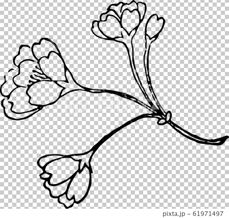 婆桜 61971497