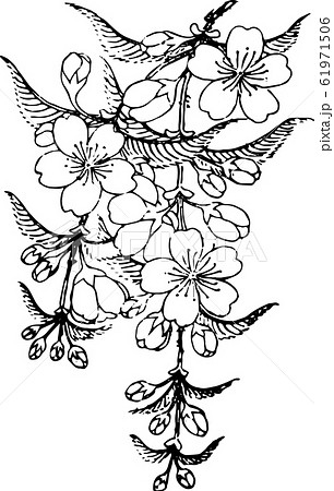 糸桜 61971506
